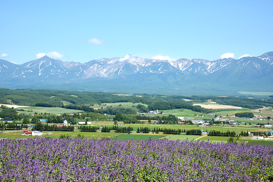 ベストシーズン到来! 富良野・美瑛で絶景&美食を堪能しよう!【後編】